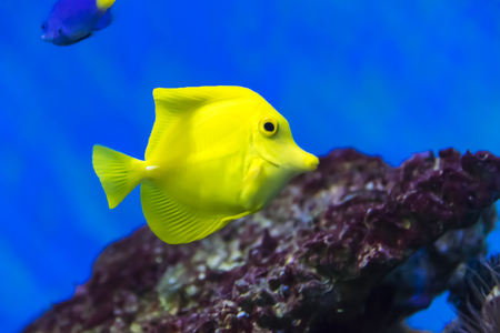 zebrasoma Yellow fish in an exotic aquarium