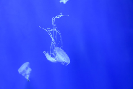 Jellyfish In an aquarium on a blue backgroundの写真素材