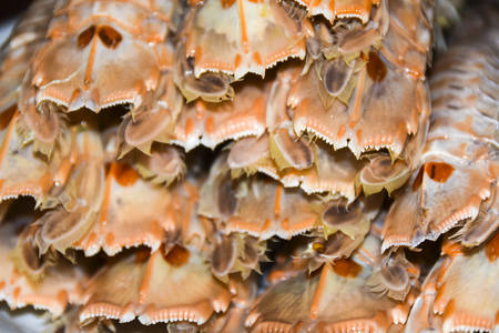 Shrimp mantis meal restaurant backround Oratosquilla oratoria abstractionの写真素材