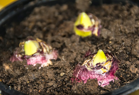 germinating autumn leaves hyacinth bulbs
