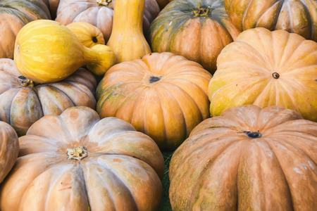 Background road of pumpkins autumn product decorationの写真素材