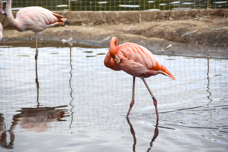 flock of flamingos in the pond of the Moscow Zoo, reflections in waterのeditorial素材