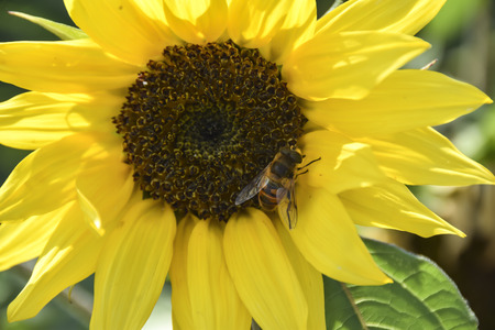 Bumblebee bee collects pollen from a yellow sunflower summer macro shot