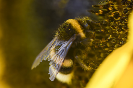 Bumblebee bee collects pollen from  yellow sunflower summer macro shot