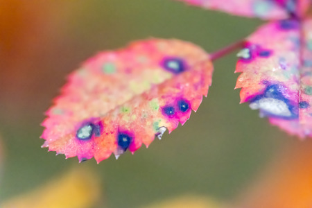 red with gray spots leaf macro close-up abstract bright on  background veins autumn blurred bokehの写真素材