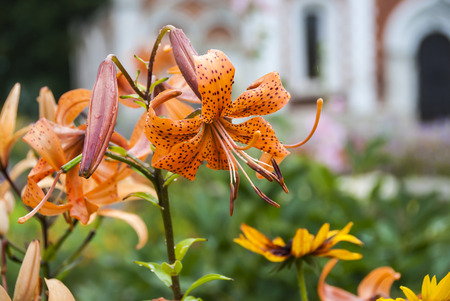 beautiful flower daylily flower bud lily yellow bright multicolored fresh Â の写真素材