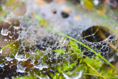 macro cobweb with water drops dew abstract natural background pattern
Â の写真素材