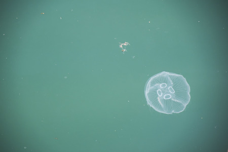 large white jellyfish under blue water abstract marine background wave
