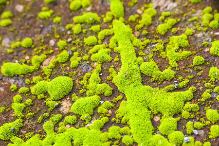 green bright moss close-up abstract pattern in  forest on groundの写真素材