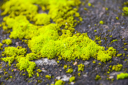 green bright moss close-up abstract pattern in  forest on groundの写真素材