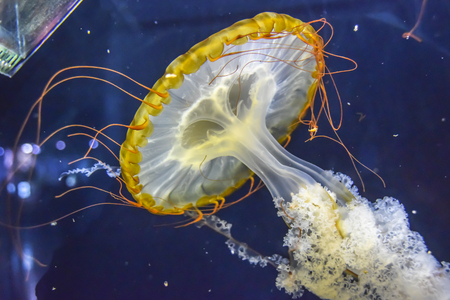 Scyphoid yellow hat jellyfish tentacles under water swim on a black backgroundの写真素材