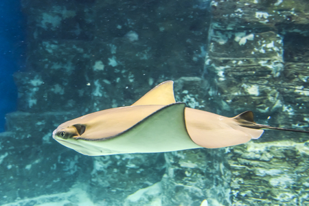 underwater photography sea stingray swims on  blue backgroundの写真素材