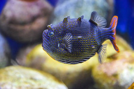 exotic fish dark blue striped with an orange tail under water in  aquarium