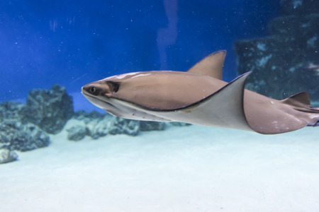 underwater photography sea stingray swims on  blue background