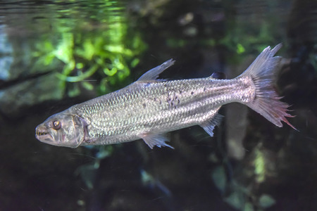 exotic piranha fish on a green background in  aquarium