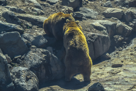 fight of two bears on stones rocks dayの写真素材