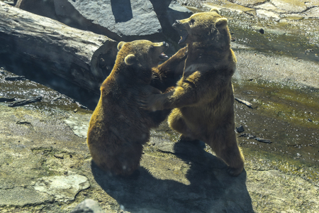 fight of two bears on stones rocks dayの写真素材