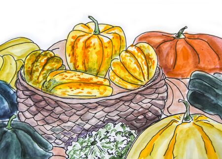 sketch drawing a lot of different colored pumpkins in basket autumn
Â の写真素材