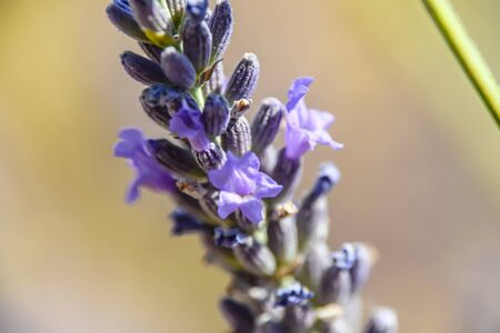 Macro close lavender flower abstract background
Â 
の写真素材