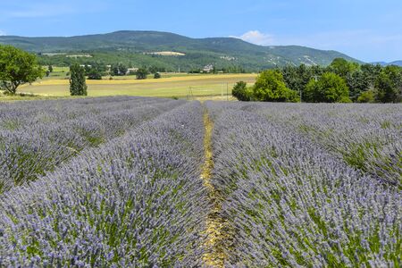 Lavender fields of Provence on a background of mountains landscapeの写真素材