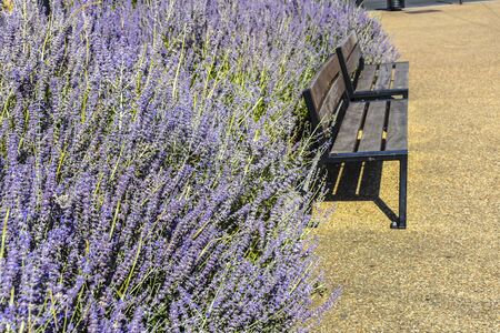 Lavender bushes planted in a park near benchesの写真素材