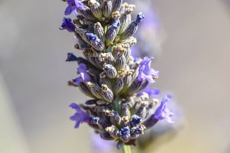 Macro close lavender flower abstract background
Â の写真素材