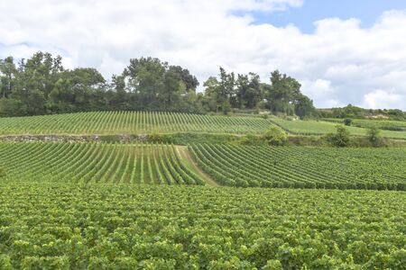many rows of vineyards panoramic view landscape