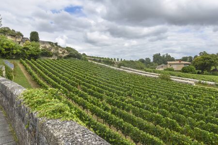 many rows of vineyards panoramic view landscape