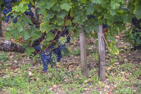 a large bunch of dark grapes hanging on a vine close backgroundの写真素材