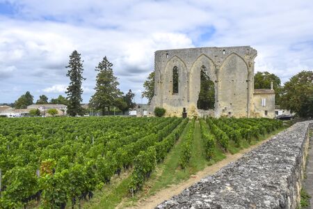 rows of vineyards and antique old ruin building landscapeの写真素材