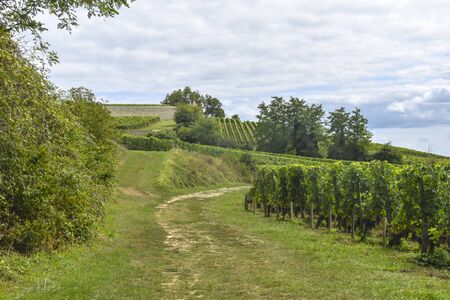 road along the rows of vineyards landscape panorama