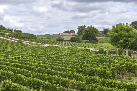 many rows of vineyards panoramic view landscape