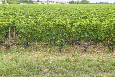 many rows vineyard grape view landscape background
