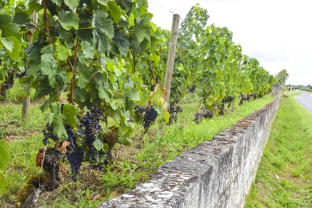 many rows of vineyard with dark large grapes view landscapeの写真素材