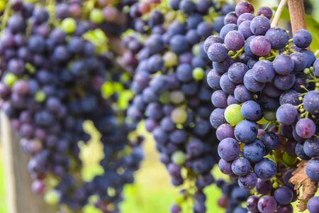 large bunch of dark grapes hanging on a vine close background