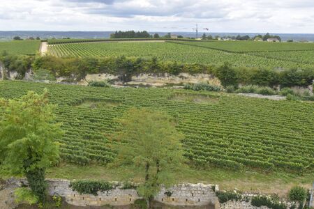 many rows of vineyards panoramic view landscape