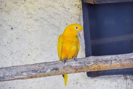 one yellow golden macaw a parrot sits on a branch in a zooの写真素材