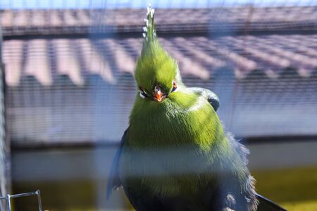 green bird portrait angry look through bars close in aviaryの写真素材