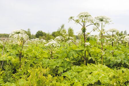 green field of large blooming hogweeds cloudy weather
の写真素材