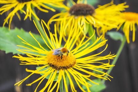 bee bumblebee on a yellow flower collects pollen in the summer against a background of green leaves
の写真素材