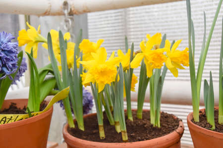a lot of bright yellow and white daffodils on green steed in spring
