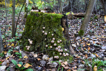 round strange mushrooms grow on moss on a gray treeの写真素材