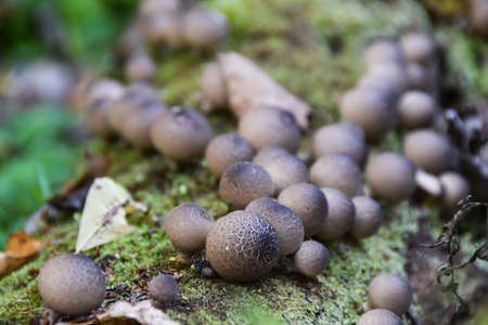 round strange mushrooms grow on moss on a gray treeの写真素材