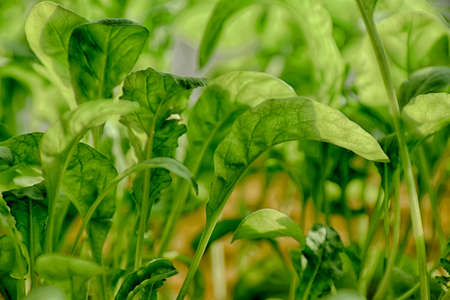 green sprouted many small arugula background hdr