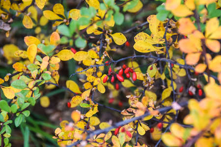 red berries on a background of yellow and green autumn leavesの写真素材