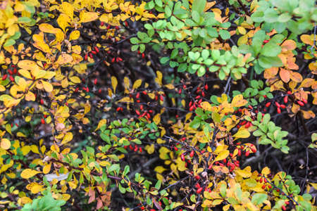 red berries on a background of yellow and green autumn leavesの写真素材