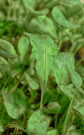 green sprouted many small arugula background hdr