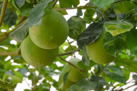green pomelo growing on a branch