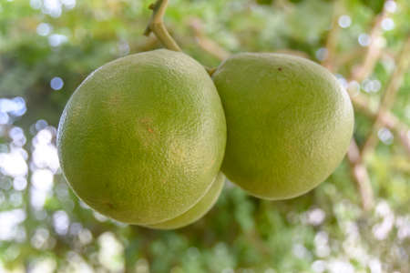 green pomelo growing on a branch