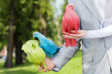 Wedding pigeons in the handsの写真素材